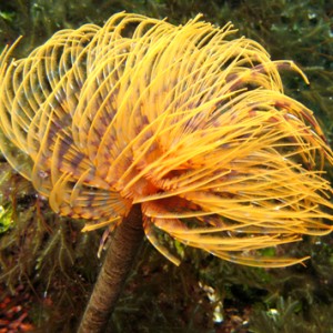 2007-08-18_Dive_9_-_Coral_Cave_-_Peacock_worm_1