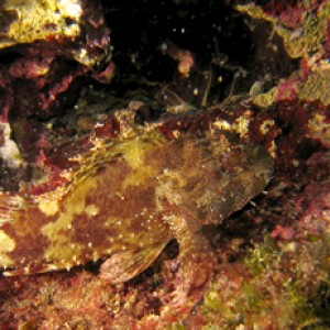 2007-08-18_Dive_8_-_Wrecks_-_Brown_scorpionfish