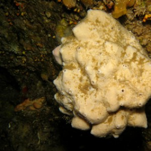 2007-08-18_Dive_9_-_Coral_Cave_-_Sponge