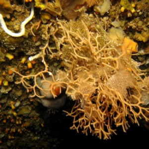 2007-08-18_Dive_9_-_Coral_Cave_-_Antler_coral_with_Neptunes_lace