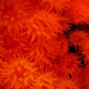 2007-08-20_Dive_12_-_San_Dimitri_Point_-_Star_coral_cluster.