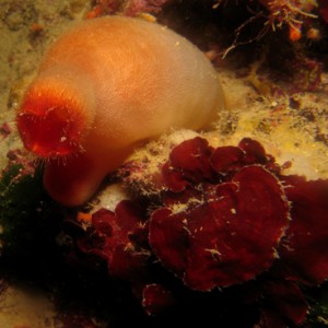 2007-08-19_Dive_11_-_Ta_Cenc_and_cave_-_Sea_potato