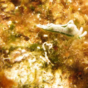 2007-08-20_Dive_13_-_Reqqa_Point_-_Elysia_viridis_-_8mm_long_macro