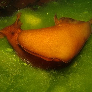 2007-08-19_Dive_11_-_Ta_Cenc_and_cave_-_Giant_sea_hare_1