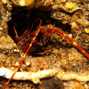 2007-08-19_Dive_10_-_Billinghurst_Cave_-_Squat_lobster