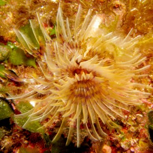 2007-08-21_Dive_14_-_Azure_window_to_Blue_Hole_-_Spiral_tubeworm