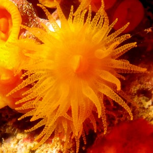 2007-08-21_Dive_14_-_Azure_window_to_Blue_Hole_-_Star_coral_macro