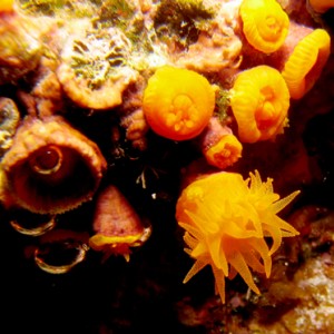 2007-08-19_Dive_10_-_Billinghurst_Cave_-_Star_coral_macro