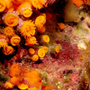 2007-08-19_Dive_10_-_Billinghurst_Cave_-_Star_coral