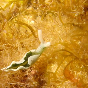 2007-08-21_Dive_14_-_Azure_window_to_Blue_Hole_-_Elysia_viridis_-_8mm_long_