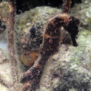 Black Seahorse in Curacao