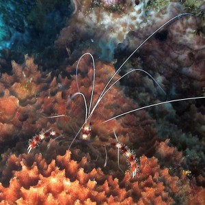 Coral Banded Shrimp in Curacao