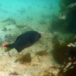 Breakwater Cove - 08/19/07