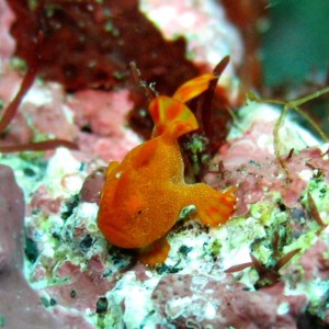 Oshima Juvenile frog fish