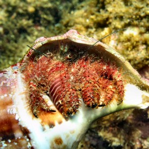 Oshima Hermit Crab