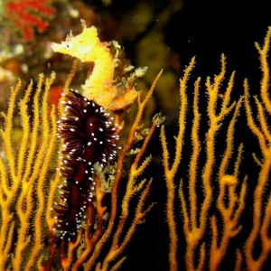 Oshima Sea Horse and Nudi