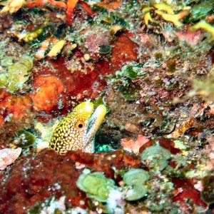 Oshima Juvenile moray