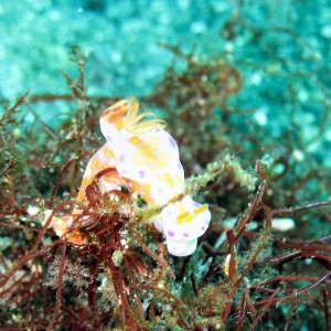 Oshima nudi