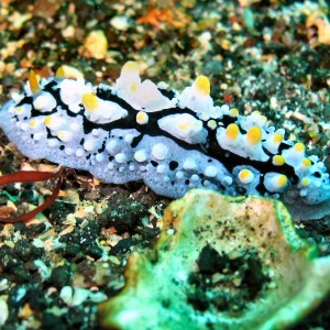 Oshima more nudi