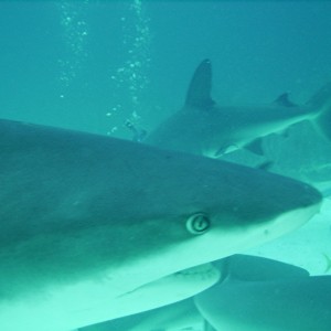 Shark Feed