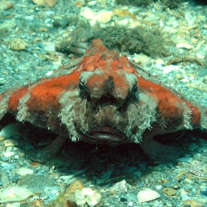 BATFISH