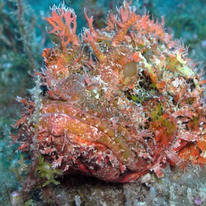 SCORPION_FISH