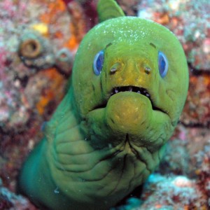 GREEN_MORAY_EEL