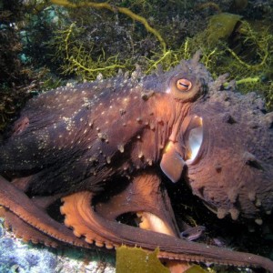Octopus_Bicheno_07