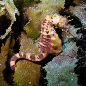 Pot_bellied_seahorse_PS