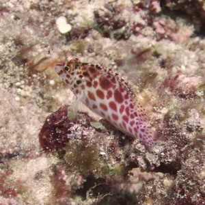 Hawkfish