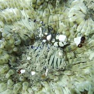 Shrimp on Anemone