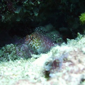 HIdden Hawkfish