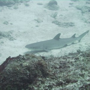 White Tip Shark