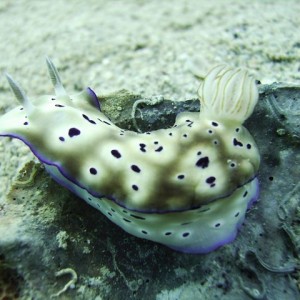 Nudibranch On The Move