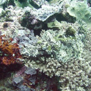 Crocodile Fish...  Can you find me?