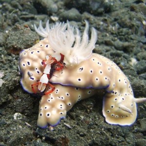 Nudibranchs with Imperial Shrimp