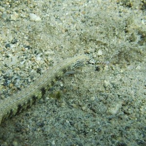 Reef Pipefish