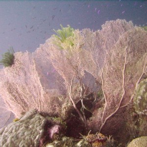 Sea Fans