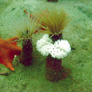 Anenome with Bat Star and Eggs of .....