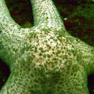 Ochre Sea Star (?)