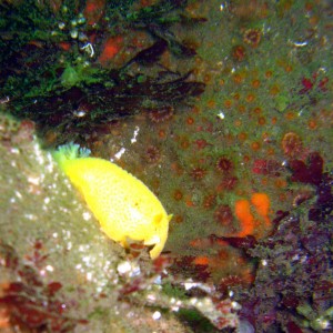 Sea Lemon!! (albeit blurry)