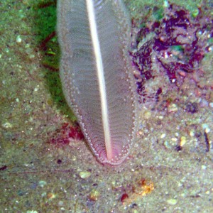 Sea Pen - so hard to photograph correctly.