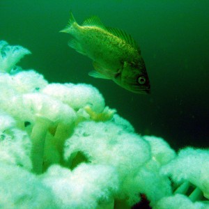 Kelp Rockfish (Sebastes atrovirens) over the Metridium