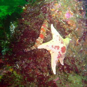 Gobi with Bat Star