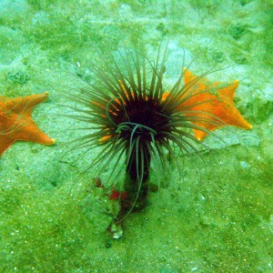 Purple Tube Anenome