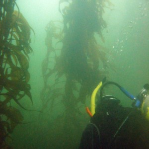 Diver in the Kelp