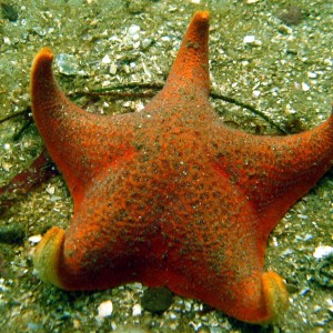 Bat Star