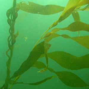 Kelp