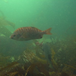 Rainbow Serfperch (Hypsurus caryi)