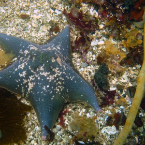 Bat Star